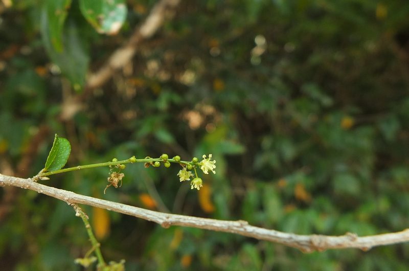 Croton klotzschianus, photographed by Siddarth Machado