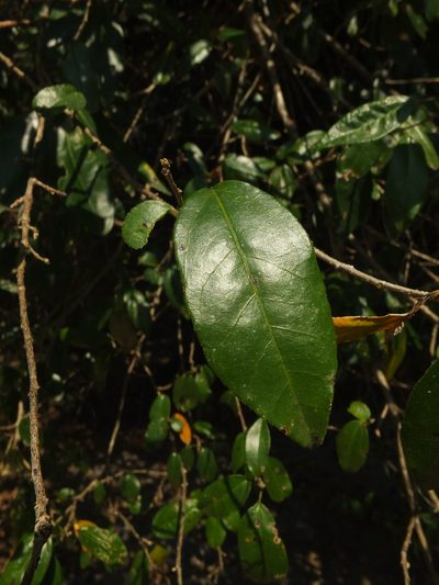 Croton klotzschianus, photographed by Siddarth Machado