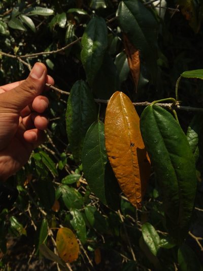 Croton klotzschianus, photographed by Siddarth Machado