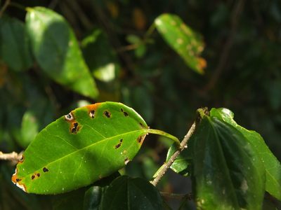 Croton klotzschianus, photographed by Siddarth Machado