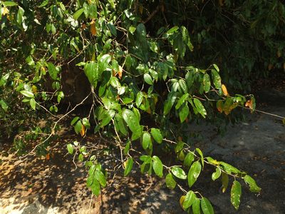 Croton klotzschianus, photographed by Siddarth Machado