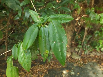 Croton klotzschianus, photographed by Siddarth Machado