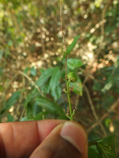 Croton klotzschianus, photographed by Siddarth Machado