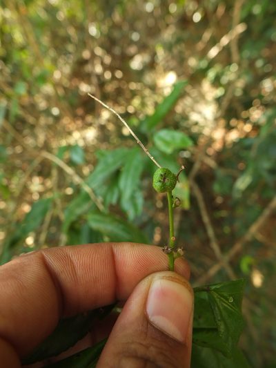 Croton klotzschianus, photographed by Siddarth Machado