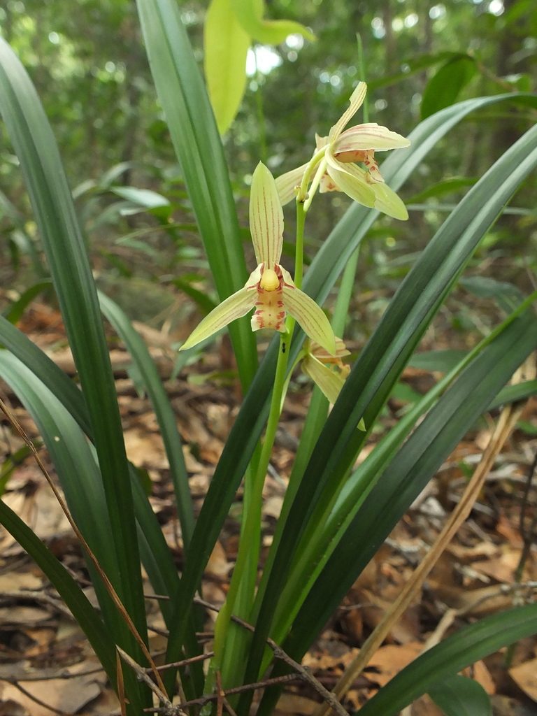 Cymbidium ensifolium, photographed by Siddarth Machado