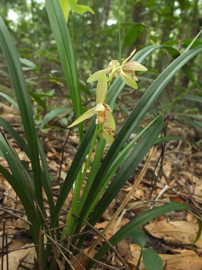 Cymbidium ensifolium, photographed by Siddarth Machado