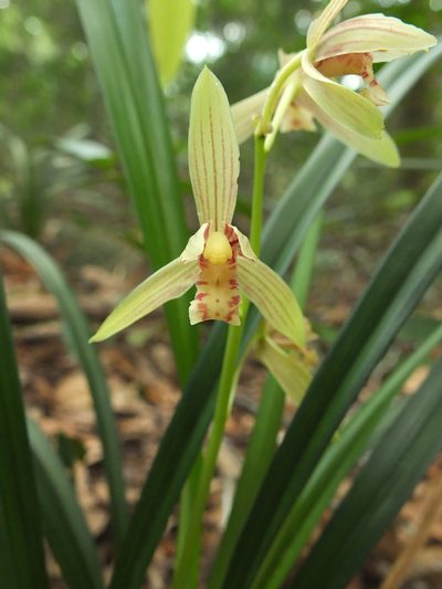 Cymbidium ensifolium, photographed by Siddarth Machado