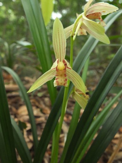 Cymbidium ensifolium, photographed by Siddarth Machado