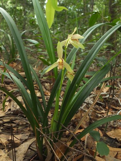 Cymbidium ensifolium, photographed by Siddarth Machado