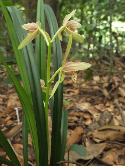 Cymbidium ensifolium, photographed by Siddarth Machado
