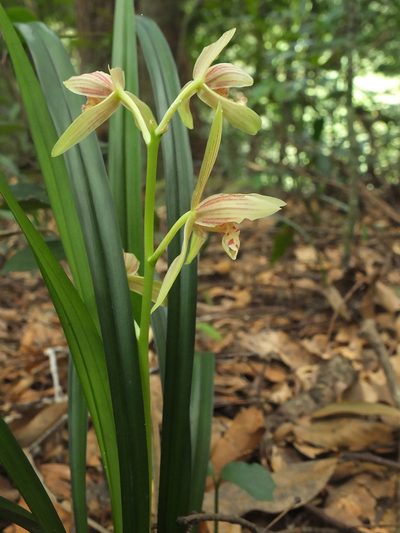 Cymbidium ensifolium, photographed by Siddarth Machado