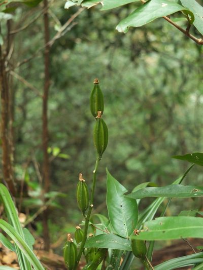 Cymbidium ensifolium, photographed by Siddarth Machado