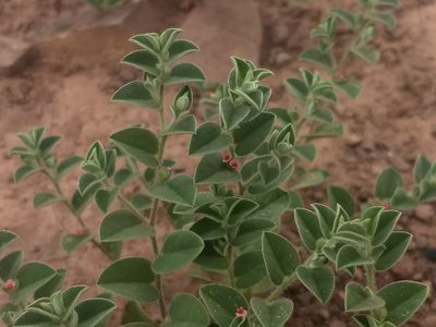Indigofera cordifolia, photographed by P Jeganathan