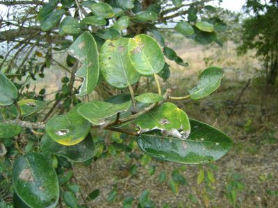 Ficus cotinifolia, photographed by Tereso Hernández Morales