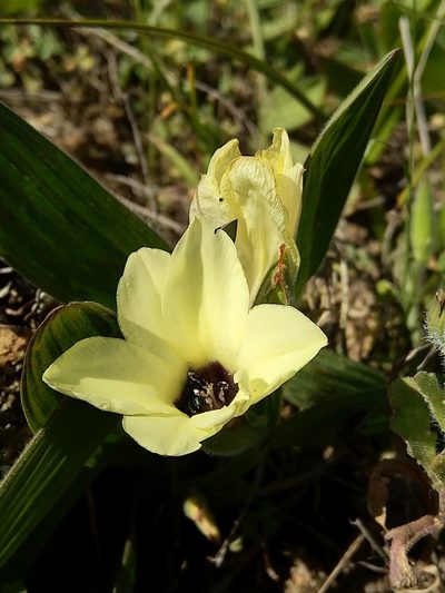 Babiana pygmaea, photographed by Jacques van der Merwe