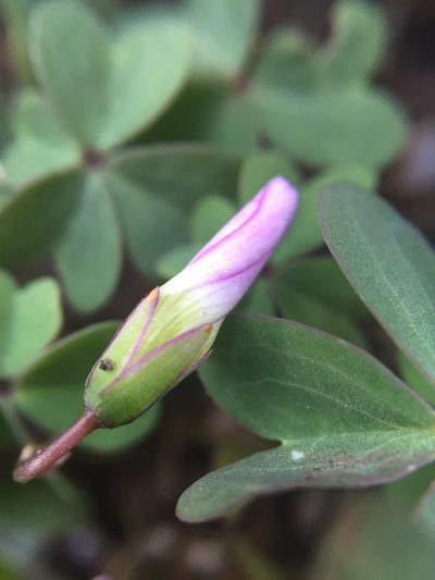 Oxalis caerulea, photographed by Teresa Jegelewicz Mayfield-Meyer