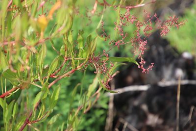 Rumex usambarensis, photographed by Tony Rebelo