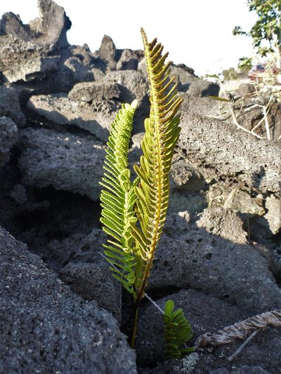 Polypodium pellucidum, photographed by P Holroyd