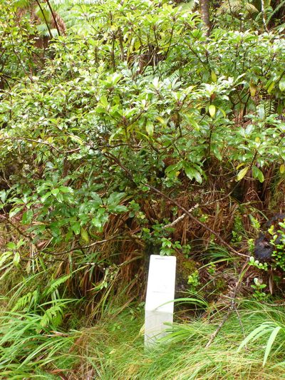 Clermontia parviflora, photographed by P Holroyd
