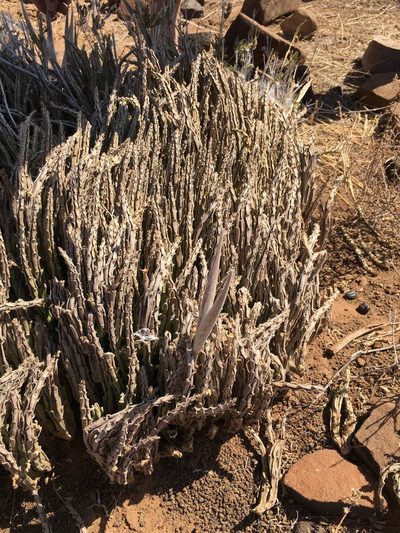 Stapelia kwebensis, photographed by Caroline Voget