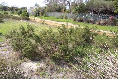 Cliffortia polygonifolia, photographed by Tony Rebelo