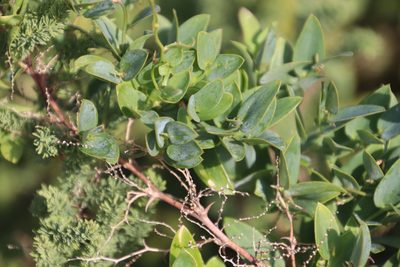 Asparagus ovatus, photographed by Tony Rebelo