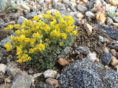 Draba subumbellata, photographed by Martin Purdy