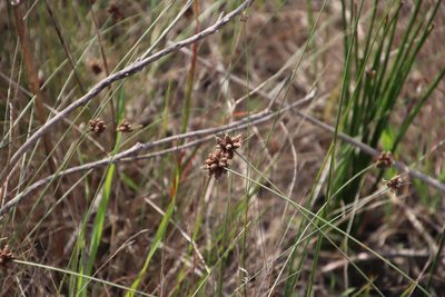 Ficinia ecklonea, photographed by Tony Rebelo