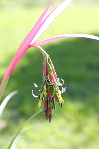 Billbergia nutans, photographed by Romi Galeota Lencina