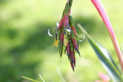 Billbergia nutans, photographed by Romi Galeota Lencina