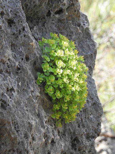 Perityle quinqueflora, photographed by Bob Nieman
