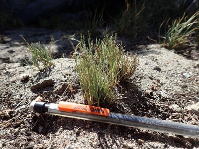Muhlenbergia richardsonis, photographed by Martin Purdy