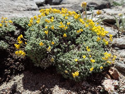 Draba subumbellata, photographed by Martin Purdy