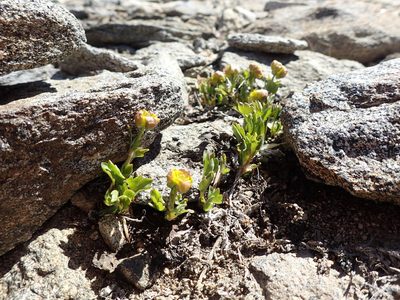 Ranunculus eschscholtzii, photographed by Martin Purdy