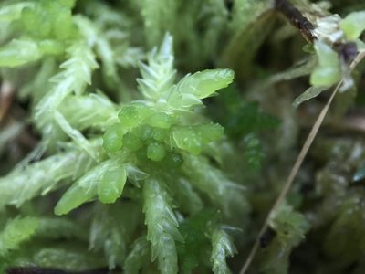 Sphagnum riparium, photographed by Andrew Melton