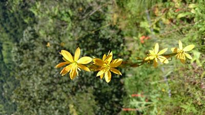 Echeandia michoacensis, photographed by Sandino Guerrero