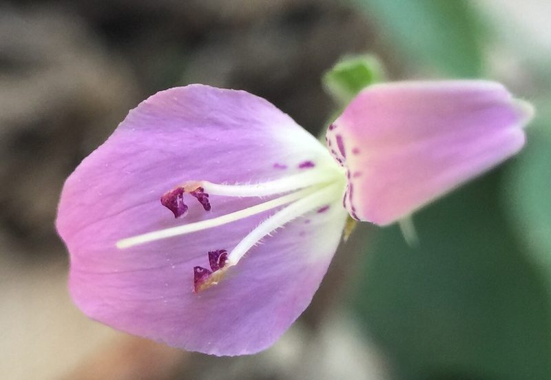 Dicliptera brevispicata, photographed by Mike Musgrave