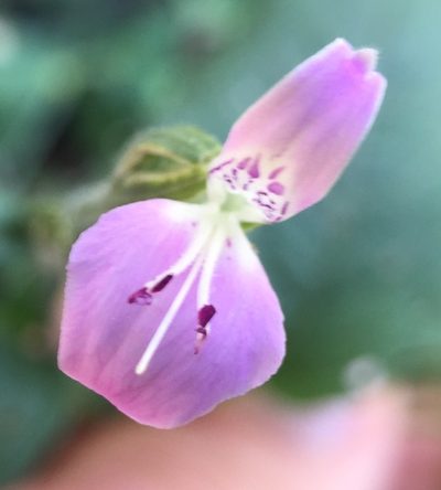 Dicliptera brevispicata, photographed by Mike Musgrave