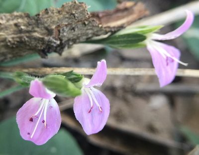 Dicliptera brevispicata, photographed by Mike Musgrave