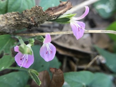 Dicliptera brevispicata, photographed by Mike Musgrave