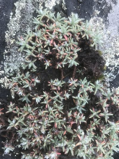 Paronychia argyrocoma, photographed by Alan Weakley