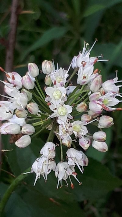 Allium suaveolens, photographed by Markus Krieger