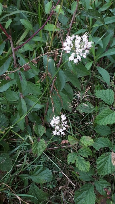 Allium suaveolens, photographed by Markus Krieger