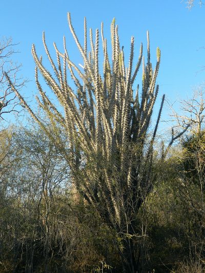 Didierea madagascariensis, photographed by Louis Imbeau