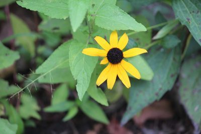 Rudbeckia fulgida, photographed by Ashwin Srinivasan
