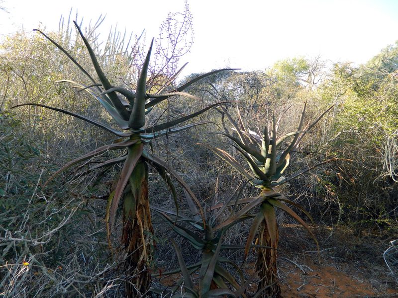 Aloe divaricata, photographed by Louis Imbeau