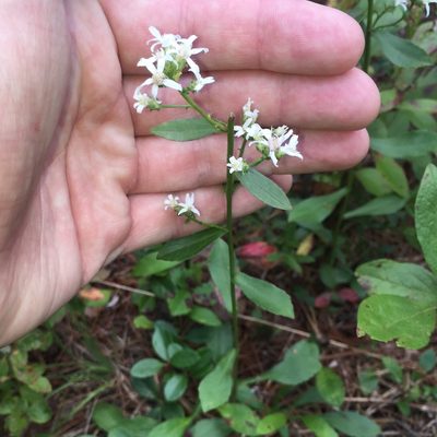 Sericocarpus asteroides, photographed by Alan Kneidel