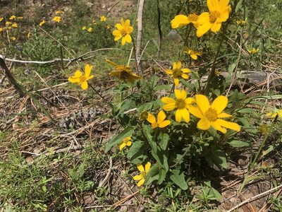 Heliopsis parvifolia, photographed by Jess Mullins