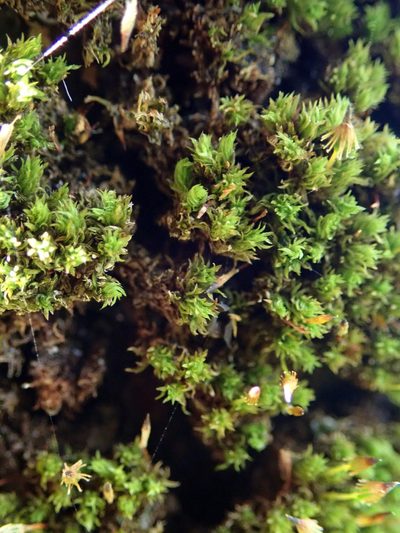 Macromitrium longirostre, photographed by Peter de Lange