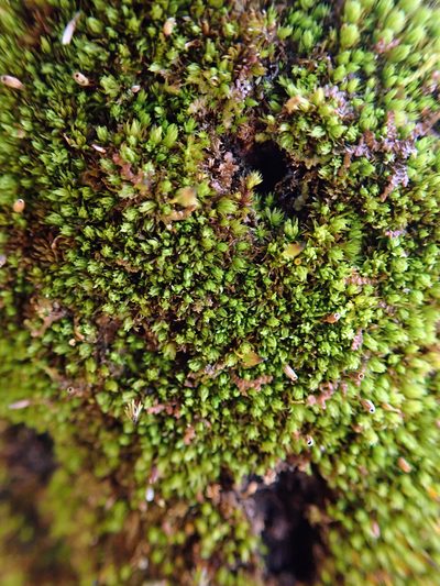 Macromitrium longirostre, photographed by Peter de Lange